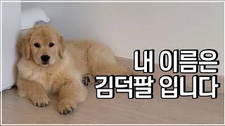 골든리트리버 김덕팔 성장과정 (3개월-8개월)