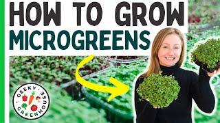How To Grow Microgreens (For Beginners)