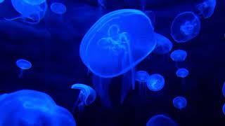 Подводный мир - медузы.  Релакс, неон