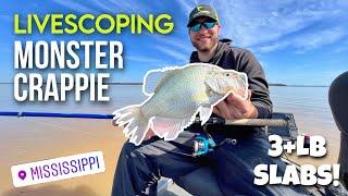 LIVESCOPING CRAPPIE with TJ SHANDS! - MONSTER 3 PLUS POUND SLABS!