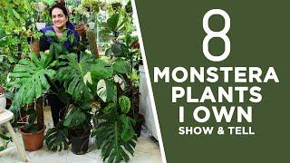 8 Monstera Plants I Own | Show & Tell | #monsteraplants #monsteravarieties #plantcollection