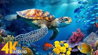 Ocean 4K - Sea Animals for Relaxation, Beautiful Coral Reef Fish in Aquarium - 4K Video Ultra HD