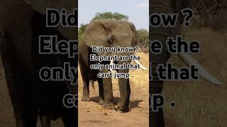 Biggest on land but no jump power | Animal facts #wildlifefacts #shorts
