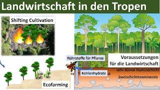 Landwirtschaft in den Tropen Zusammenfassung - [Erdkunde, Oberstufe, Abitur]