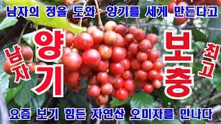 태기산 산적  자연산(야생) 오미자 산행에서 대박을 만나 이틀동안 산행을 했네요