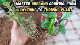 Master Oregano Growing: From Layering to Thriving Plant #oregano #gardening #gardeningtips #herbs