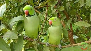 Natural parrot sound and video #parrot #birds #animals  #vairal