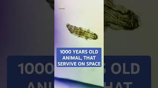 Most Powerful Animal (Tardigrade) | Factoids  #facts #powerfulanimals  #animalfacts  #animals