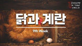 [구원의 창]9th - 닭과 계란(하이델베르크 요리문답)