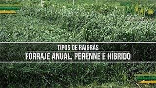 Tipos de Raigrás: Forraje Anual, Perenne e Híbrido - TvAgro por Juan Gonzalo Angel