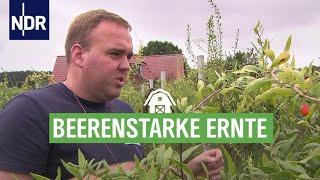 Leckere Heidelbeeren aus Niedersachsen | Die Nordreportage | NDR