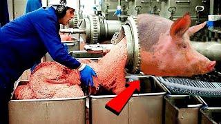 Huge Sausages Making Process Machines - Dutch Pig Raising Farm Method - Pork Cutting Line Technology