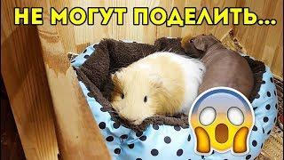 ОЧЕНЬ ГРЯЗНЫЙ ВИДОС. Морские Свинки Требуют Второй Дом / SvinkiShow