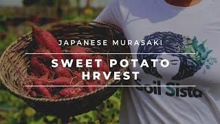 Japanese Murasaki Sweet Potato/Satsumaimo Harvest