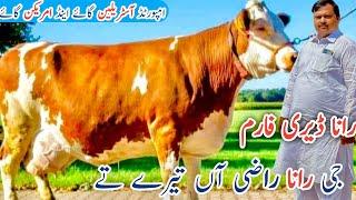 Rana Dairy Farm | Red Friesian Cows And imported cows | Jani Best | 25 August 2024