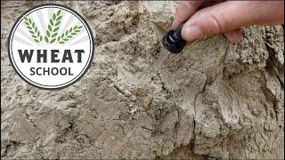 Wheat School: Fertilizer placement and long-term soil acidification