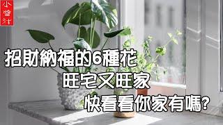 【植物風水】招財納福的6種花，旺宅又旺家，快看看你家有幾種？