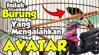 Rebutan Motor Beat ‼️ Escobar Tempur sama Avatar di Prasasti Malang