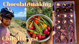 Craft Chocolate Making + Harvesting Chile Picante