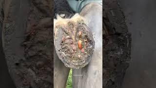 A lot of mud in this hoof! #asmr #farrier #shorts #satisfying #tiktok