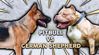 GERMAN SHEPHERD vs PITBULL TERRIER! What's The Best Family Guard Dog?