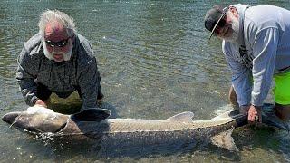 First Sturgeons For The Ol’ Boys From Michigan!