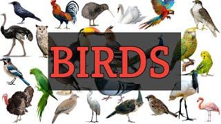 BIRDS|Birds|BIRDS NAME|Birds Name|Birds Vocabulary|Birds Name in english with pictures and sound