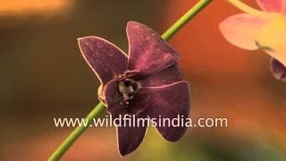 Blooming orchids of Tipi Orchidarium in Arunachal Pradesh