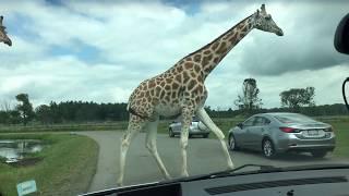 African Lion Safari Overview  - Things to do near Toronto  - What to see in ontario