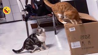 Cats are making us laugh every day  Best Funniest Cats Videos 2024 