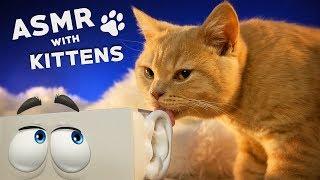 ASMR with KITTENS  Ear to Ear Purring, Goodie Smacking, Fur Grooming