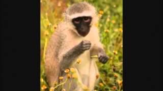 Volunteering with Vervet Monkeys South Africa