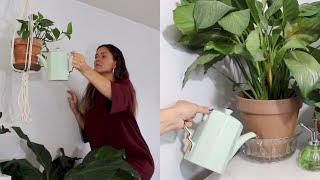 Bottom Watering Houseplants | How To Water Indoor Plants Bottom Watering Method