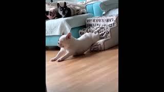 Funny videos about dogs #These cute animals #dog #shorts