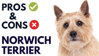 Norwich Terrier Dog Pros and Cons | Norwich Terrier Advantages and Disadvantages #AnimalPlatoon