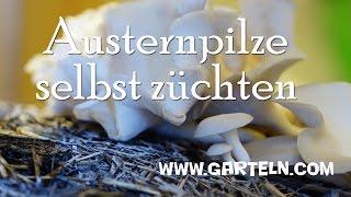 Austernpilze selbst züchten (Pleurotus ostreatus)