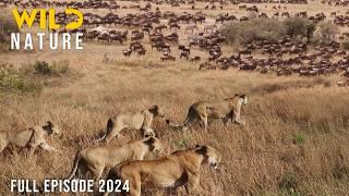 WILD SERENGETI | Battle for Survival in Predator Territory | Animal documentary