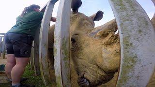  World Rhino Day At Noah's Ark Zoo Farm 