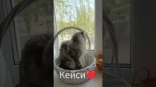 Наша Любимка! #нашажизньлн#кошкаКейси