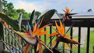 How I Get My Bird of Paradise to Bloom - Rick's Garden Diary