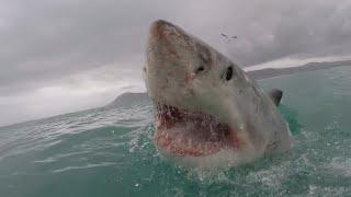 Great White Bites Man Walking to Shore