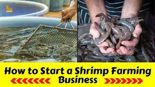 How to Start a Shrimp Farming Business || Profitable Farming Business Ideas