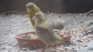 父親におねだりしてエサをもらうアオカワラヒワの幼鳥 Juvenile Greenfinch begging daddy for food　2019 0509