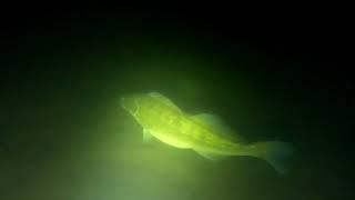 Tauchen Baggersee # Zander # Diving