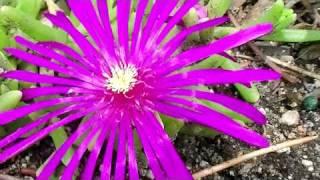 Ice Plant, Delosperma, Psychedelic Plants