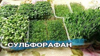 ‍ВОТ ПОЧЕМУ МИКРОЗЕЛЕНЬ НУЖНО ЕСТЬ КАЖДЫЙ ДЕНЬ!
