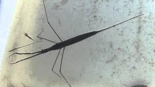 Water Stick Insect (Ranatra linearis)