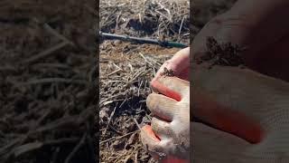 Welcome to RAM Detecting! Civil War Bullet Rammed hard by soldier #metaldetecting #relicdigging