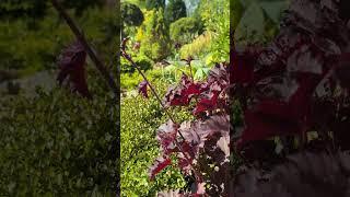 Утро в саду  Mein Garten 19.05.25