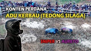 Adu Kerbau (Tedong Silaga) Sniper Vs Aureto, Konten Perdana Arena Sa'dan